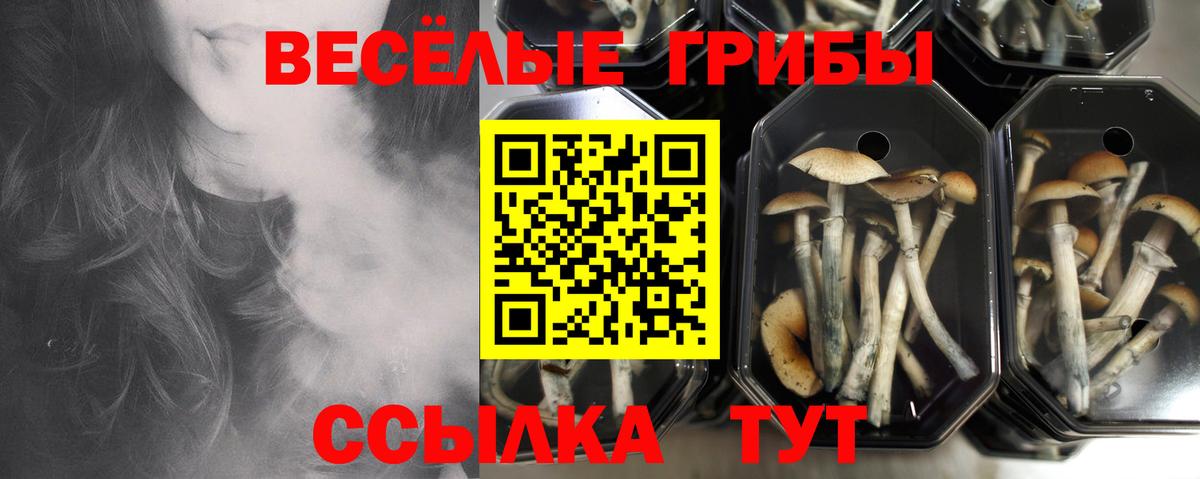 Галлюциногенные грибы мухоморы  дарнет шоп  Тамбов  Вход с VPN 